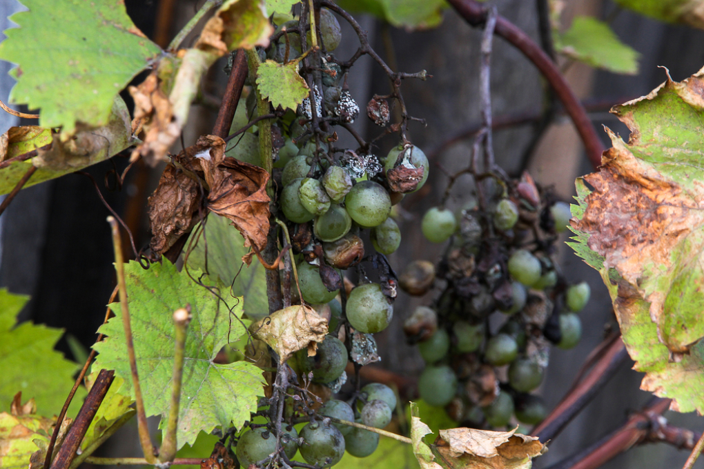 Botrytis En Pimiento Huerto En Casa