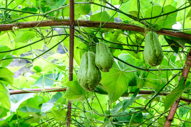 Cómo sembrar chayote Huerto en casa