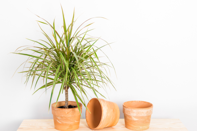 Dracaena Reflexa Cuidados Huerto En Casa