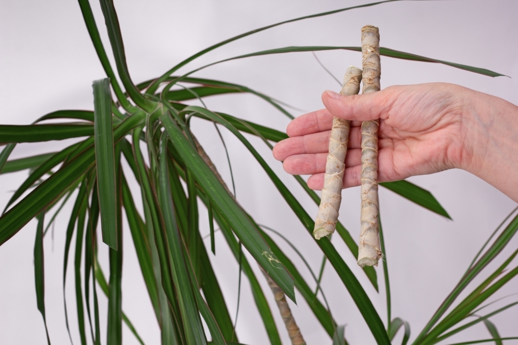 Reproducci N De La Dracaena Marginata Huerto En Casa