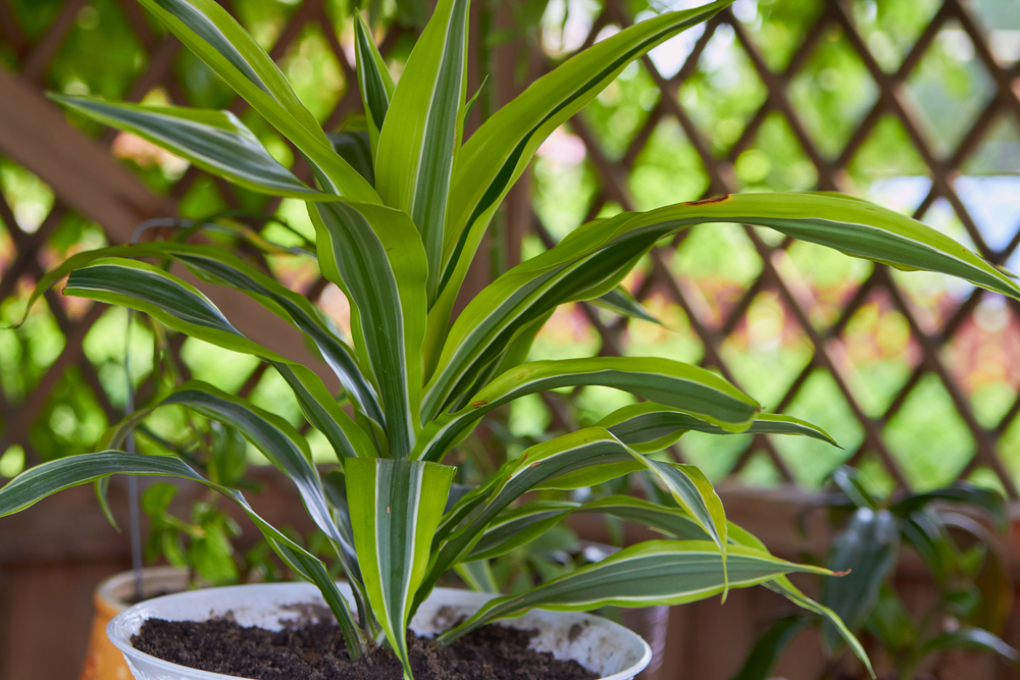 Dracaena Reflexa Cuidados Huerto En Casa