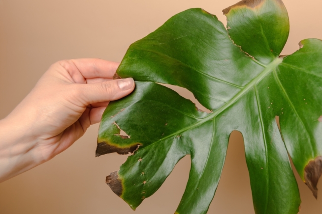 Fruto De La Monstera Deliciosa Huerto En Casa