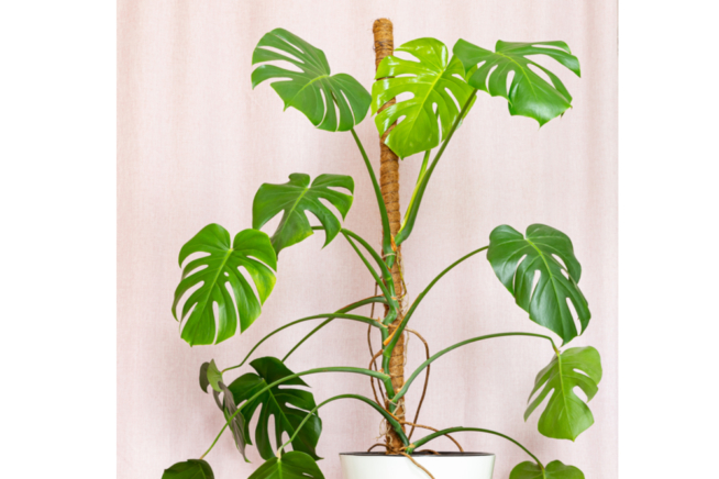 Tutor Para La Monstera Deliciosa Huerto En Casa