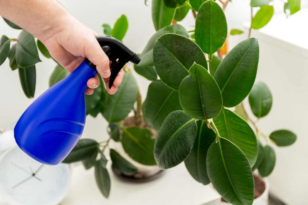 Ficus elástica con hojas amarillas Huerto en casa