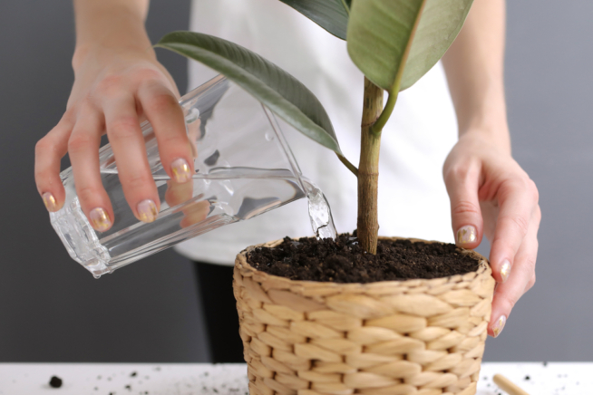 Crecimiento Del Ficus El Stica Huerto En Casa