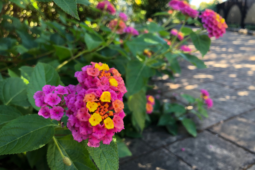 Lantana Cuidados Huerto En Casa