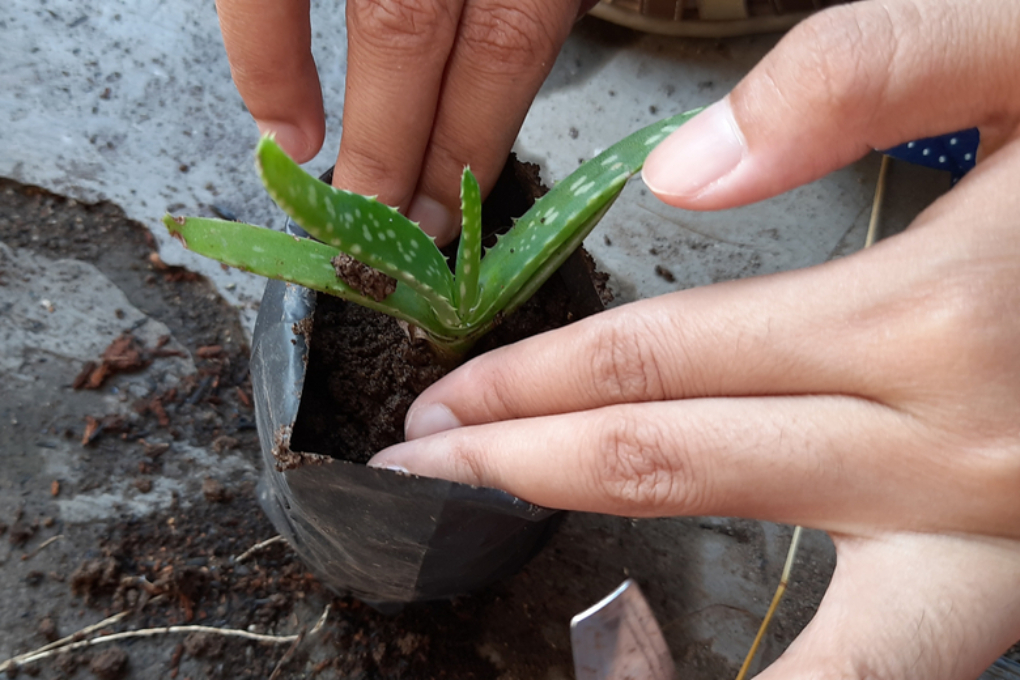 Como Conservar El Aloe Vera As Se Mantiene Fresco