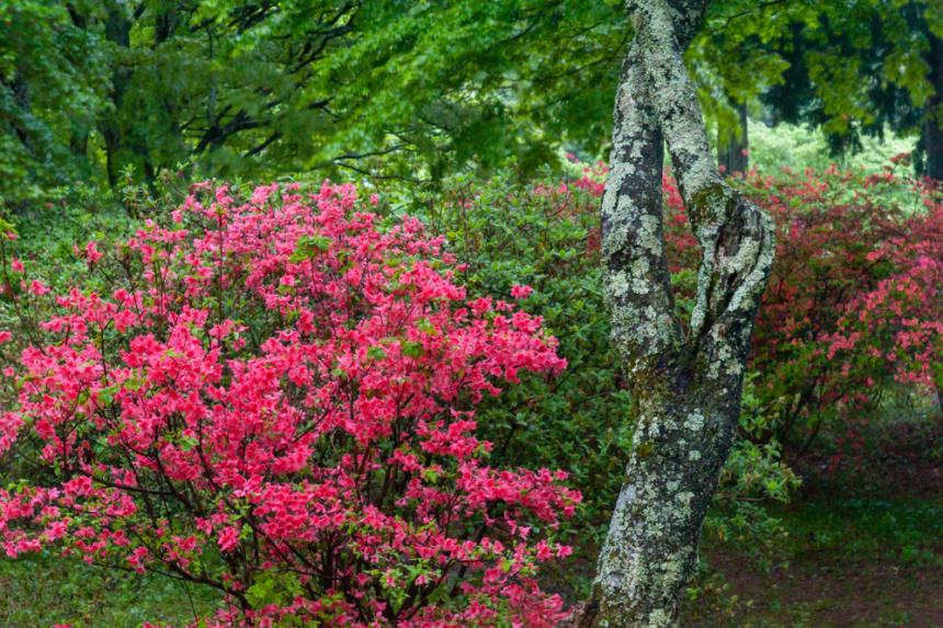 Cuidados De La Azalea Copa Huerto En Casa