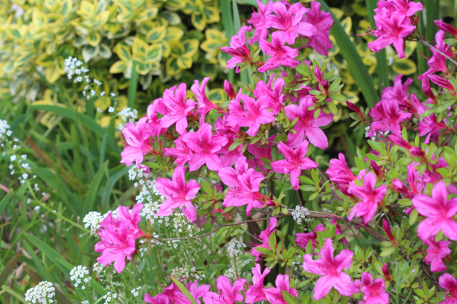 Cuidados de la azalea japónica Huerto en casa