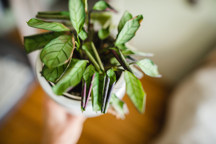 Calathea Con Hojas Enrolladas Huerto En Casa