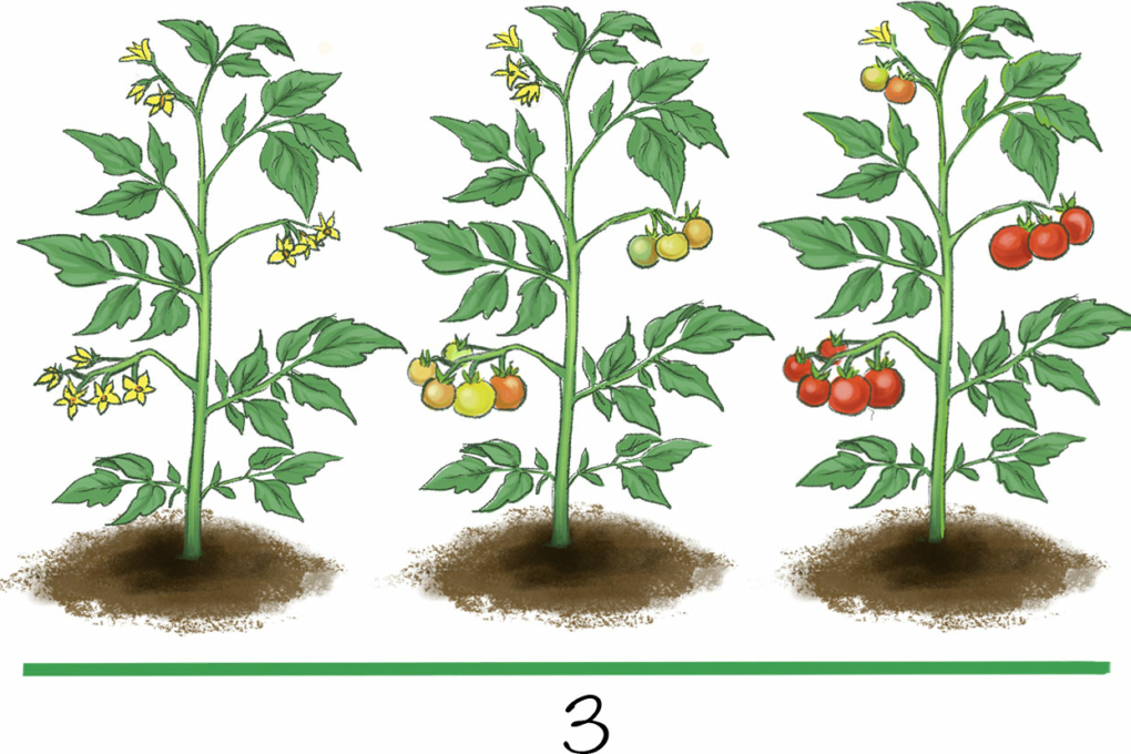 Crecimiento Del Cultivo De Jitomate Huerto En Casa