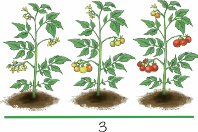 Crecimiento Del Cultivo De Jitomate Huerto En Casa