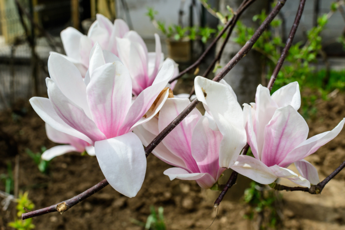 Plantar Semillas De Magnolio Huerto En Casa