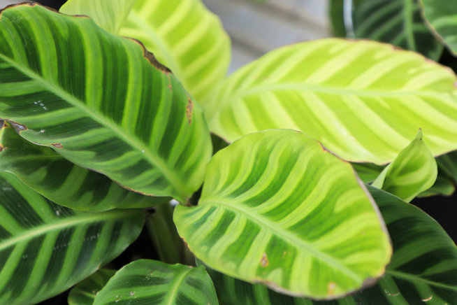 Calathea Con Hojas Enrolladas Huerto En Casa