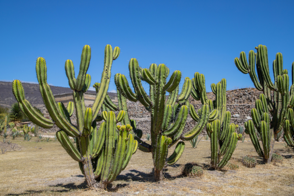 Cómo revivir un cactus Huerto en casa