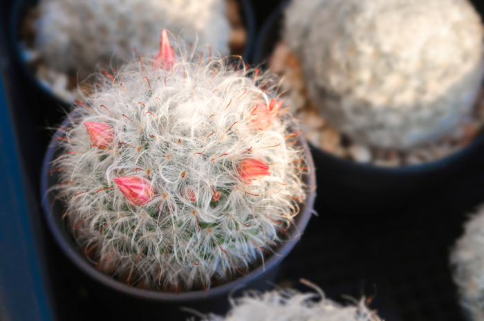 Los Cactus Son De Sol O Sombra Huerto En Casa