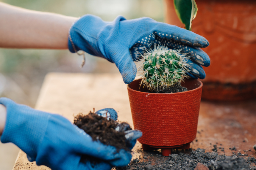 C Mo Cuidar Un Cactus Huerto En Casa