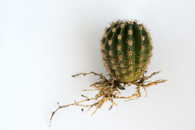 C Mo Plantar Un Cactus Huerto En Casa