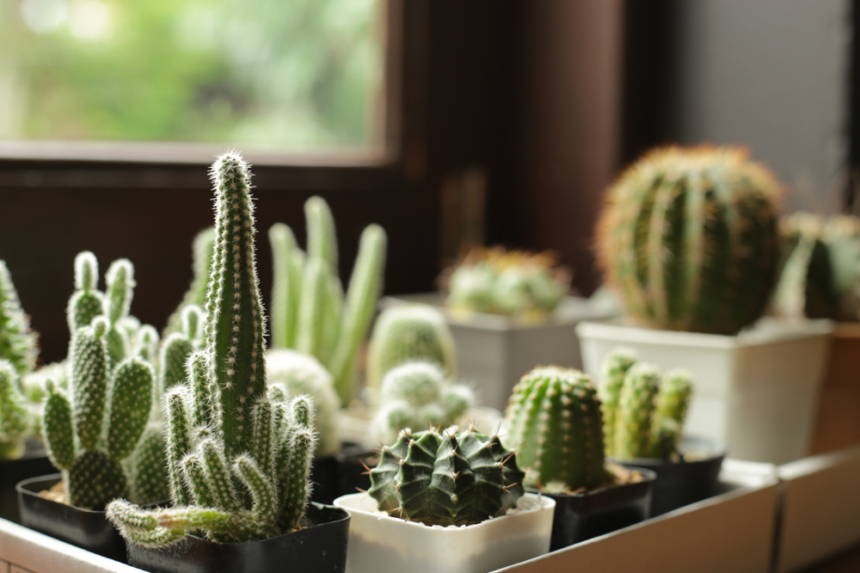 Los Cactus Son De Sol O Sombra Huerto En Casa