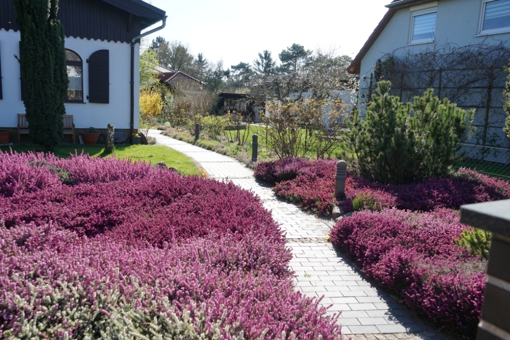 Calluna Sol O Sombra Huerto En Casa