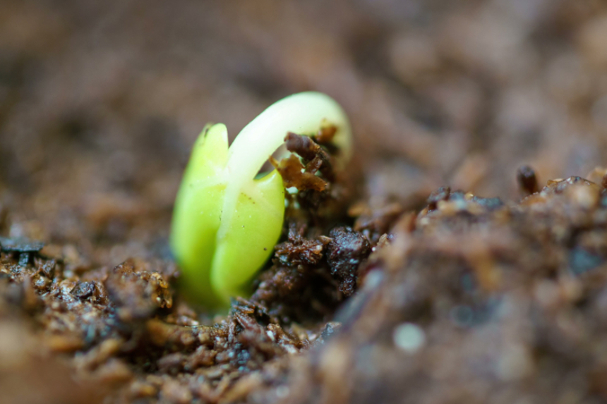 Cómo germinar rosas Huerto en casa