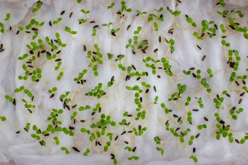 Germinar Semillas De Lechuga Huerto En Casa