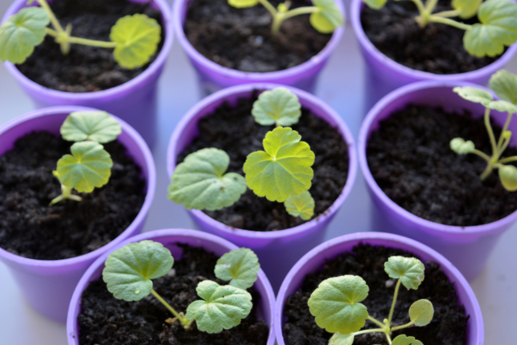 Cómo germinar semillas en tierra Huerto en casa