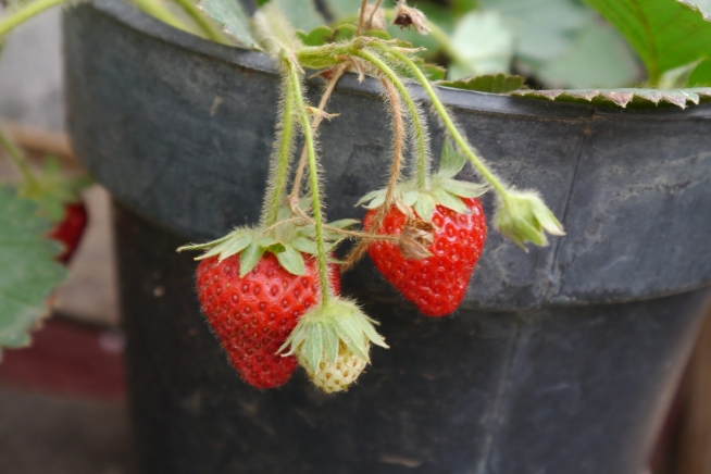 Cultivo De Fresas Huerto En Casa