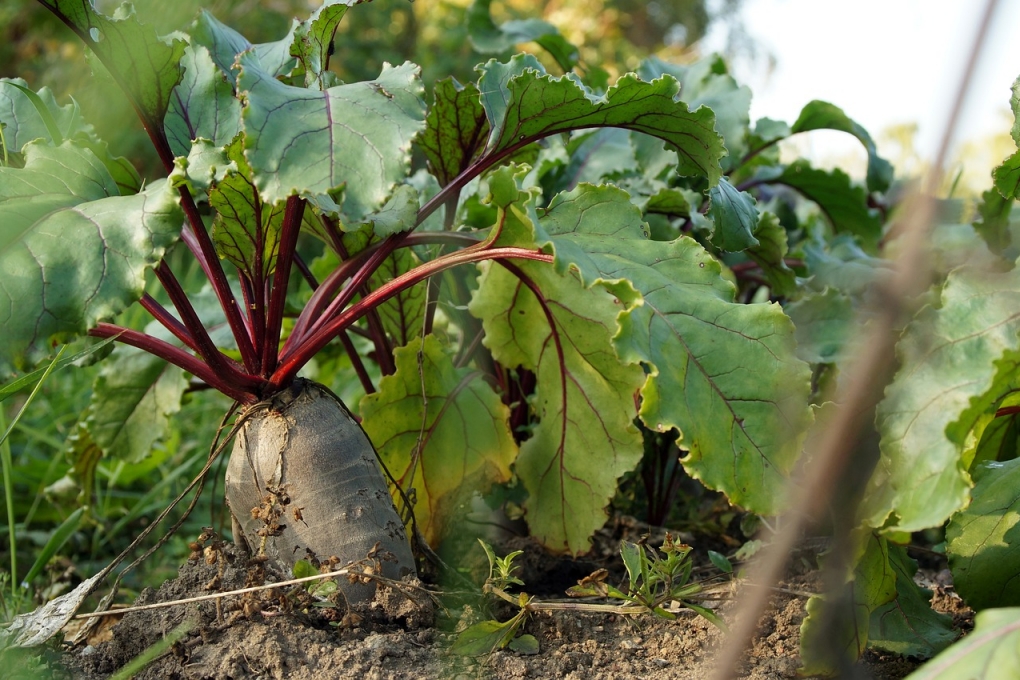 Cultivo Del Betabel - Cómo Sembrar, Plantar, Cuidar Y Usar