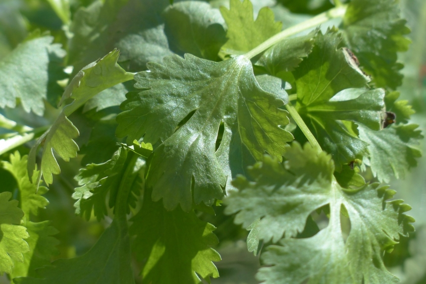 Cilantro » Huerto en casa