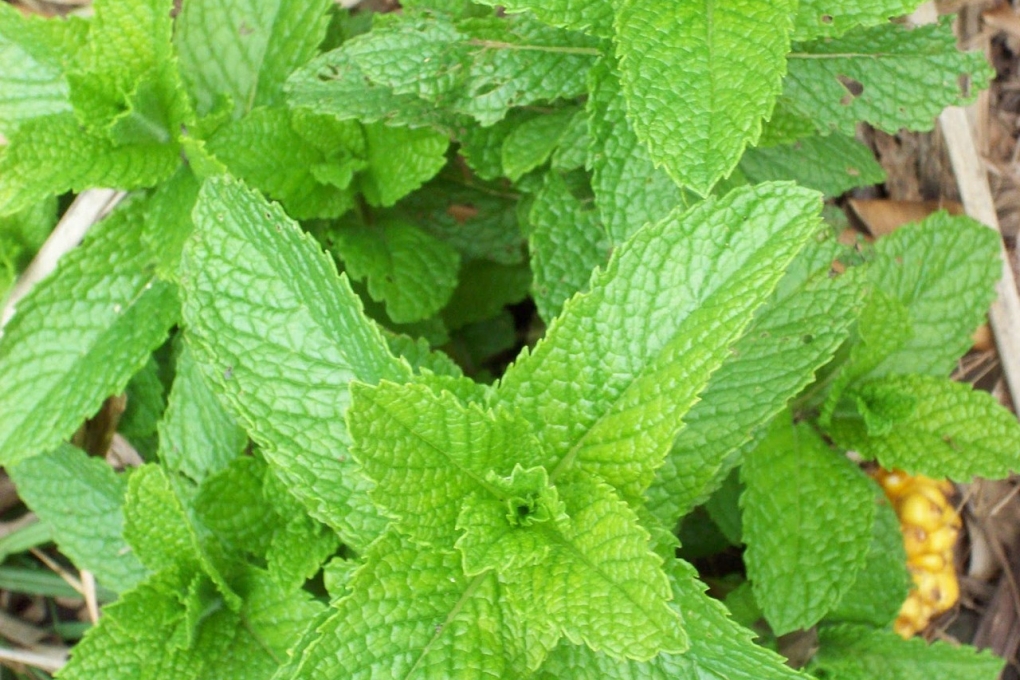Menta » Huerto en casa