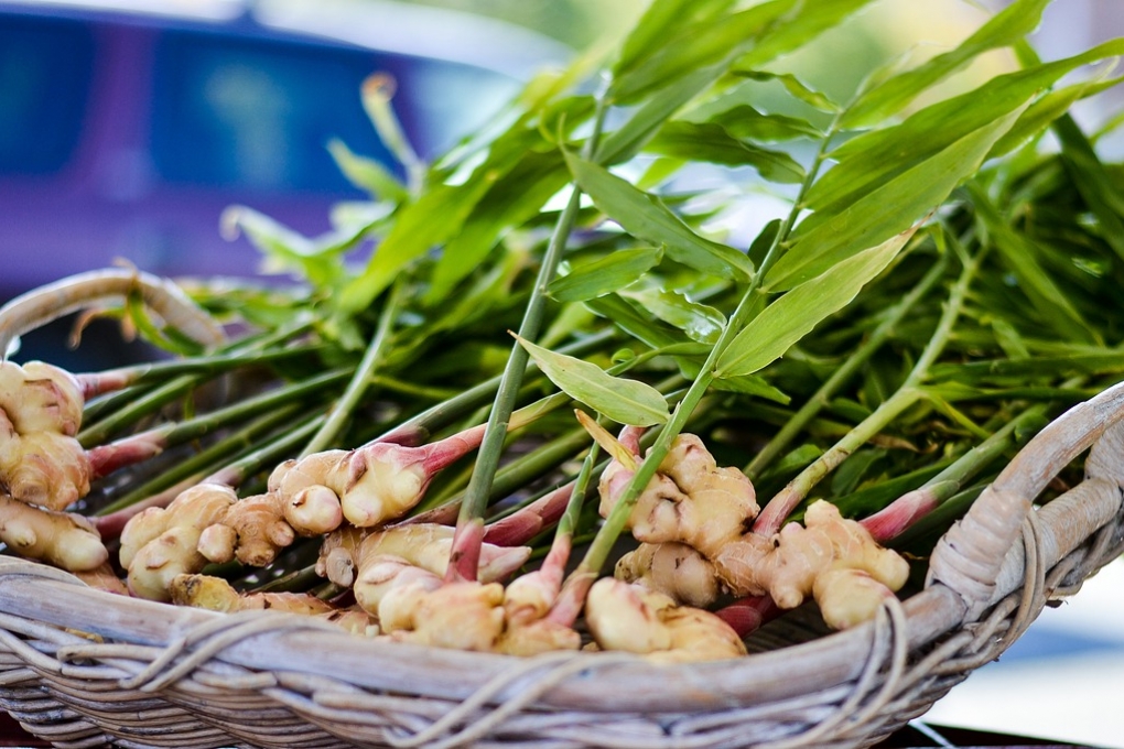 Cultivo De Jengibre » Cultivar, Cuidar, Plagas Y Enfermedades