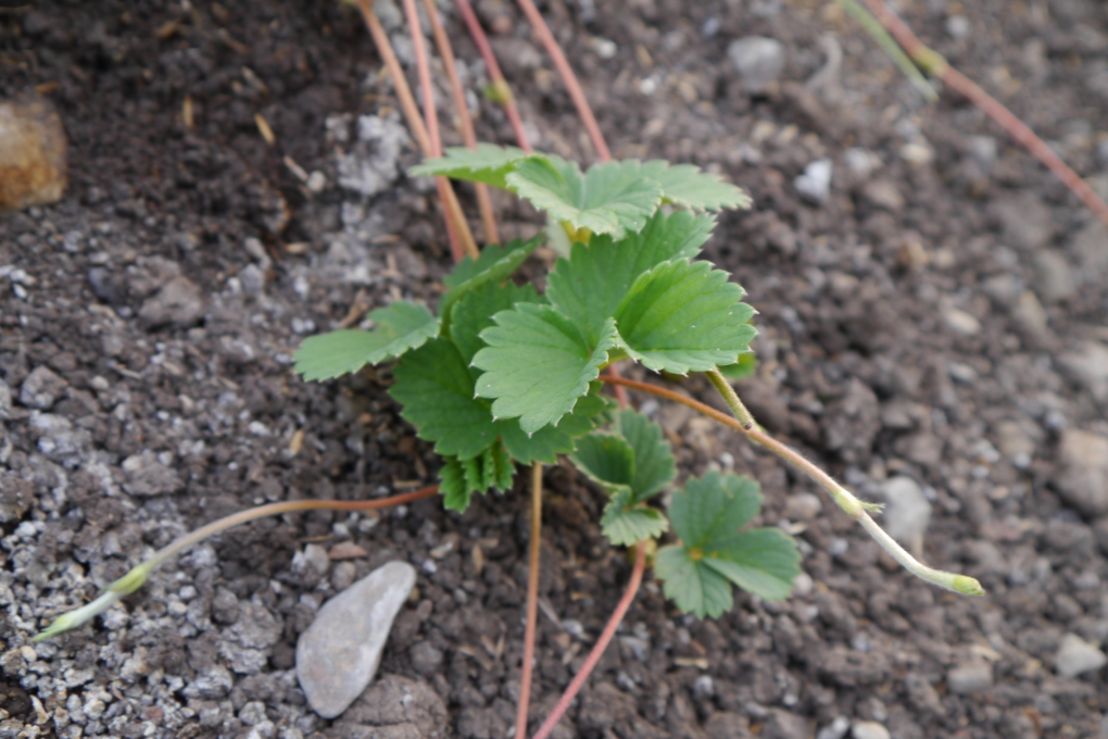 Cultivo De Fresas Huerto En Casa