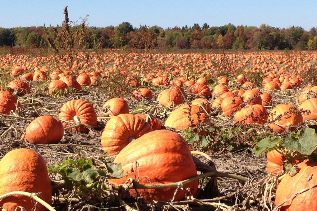 calabaza-de-castilla-huerto-en-casa