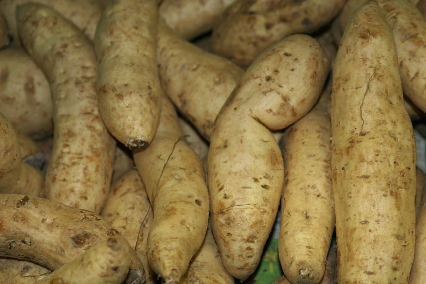 Camote del cerro » Huerto en casa