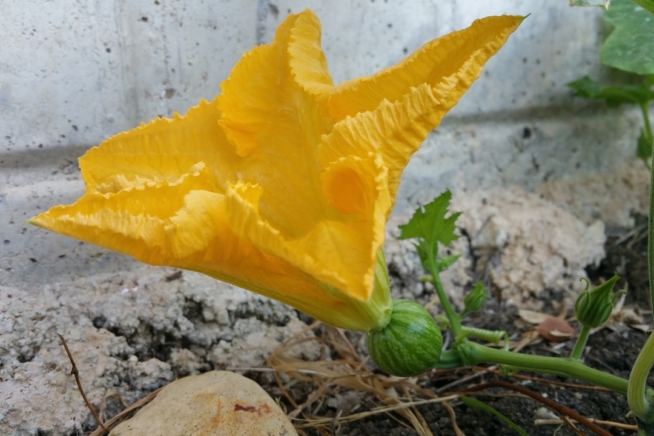 Flor de calabaza cultivo