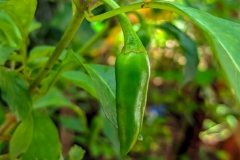 Cultivar chile jalapeño