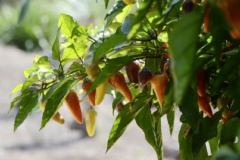 Chile jalapeño cultivo en invernadero