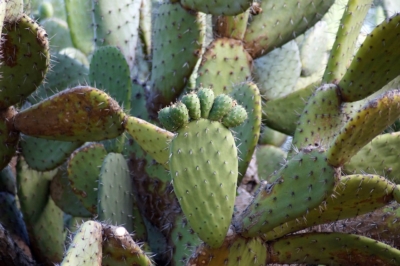Nopal cactus
