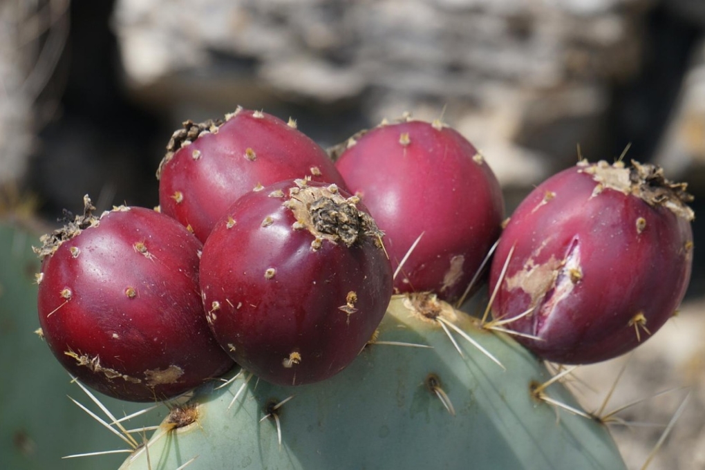 ¿Para Qué Sirve El Nopal? » Beneficios, Propiedades Y Mucho Más