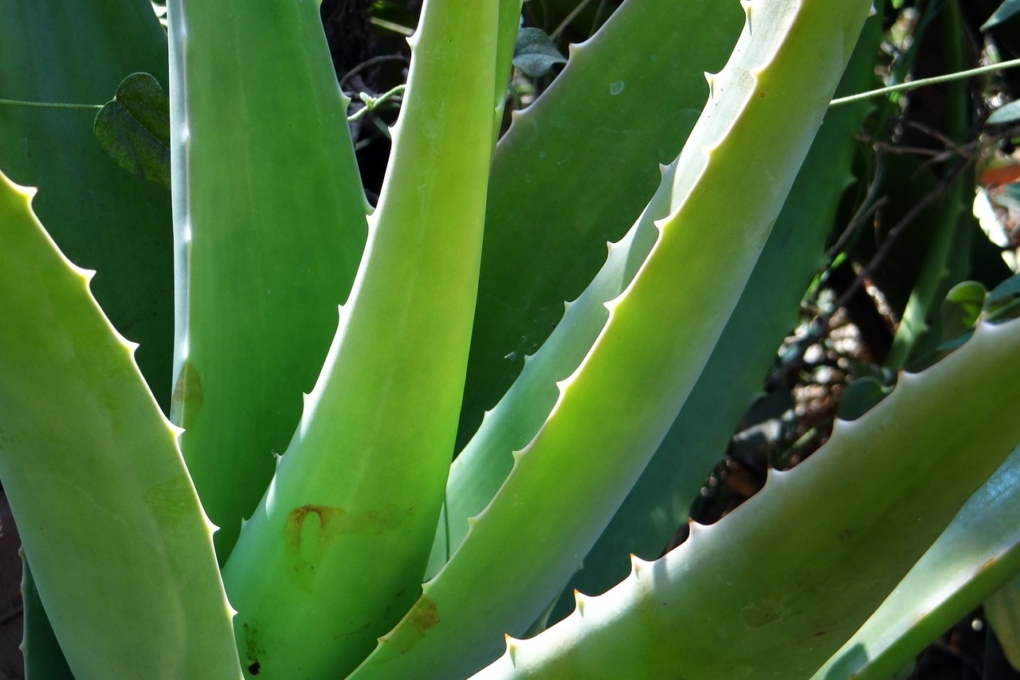 Cultivo De Sábila Consejos Para Cultivar Aloe Vera En Tu Casa 4268