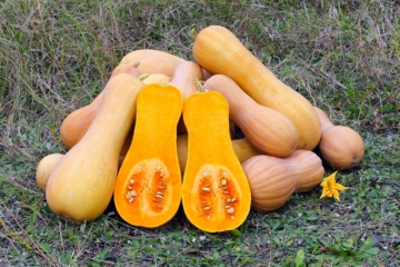 Tipos y variedades de calabaza » Una lista de las más ricas