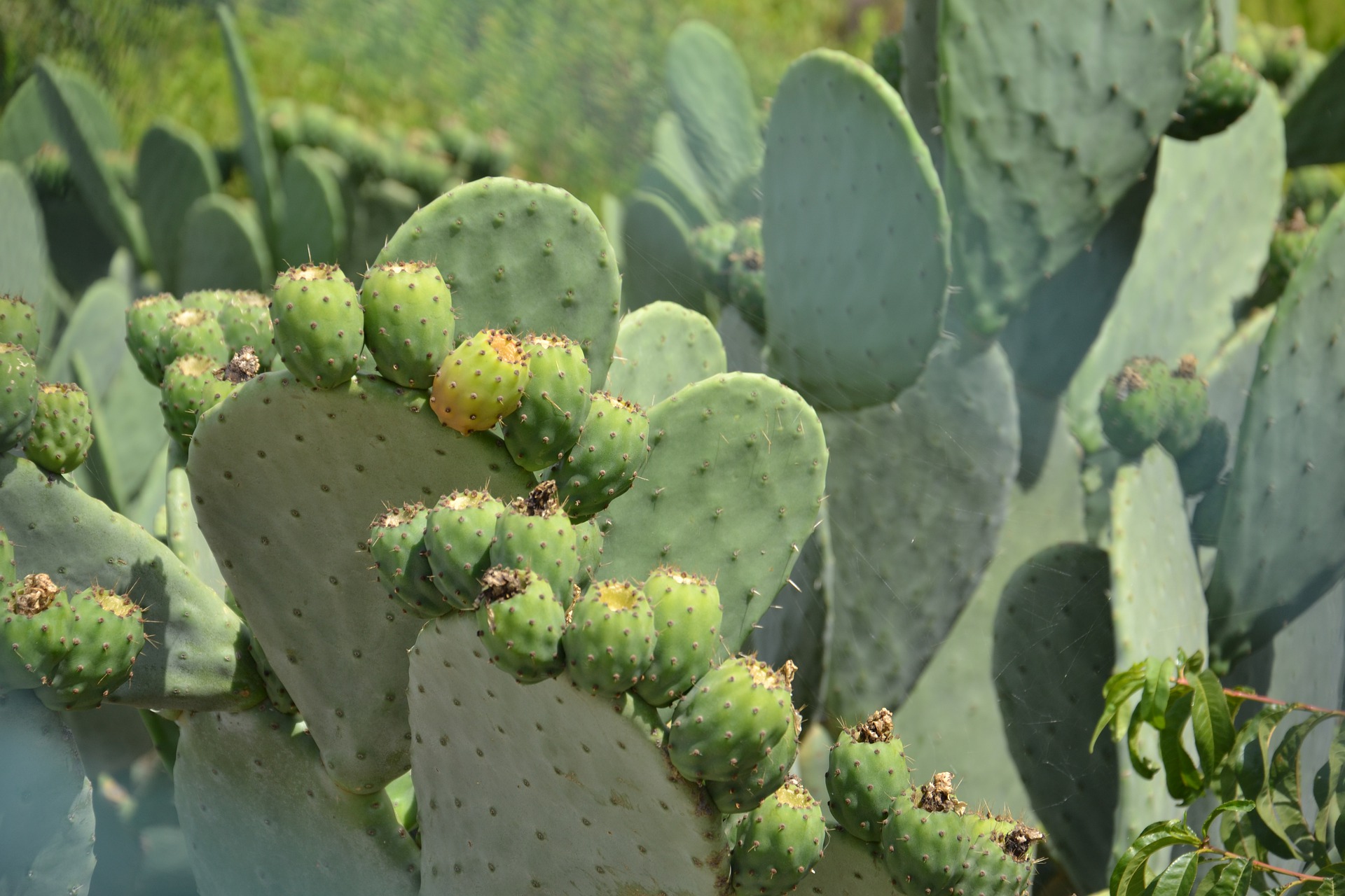 shampoo-de-nopal-bm-botica-moderna