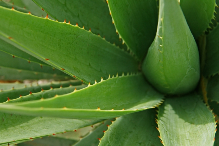 Sábila Diferencias Entre El Aloe Maculata Y El Aborescen 3750