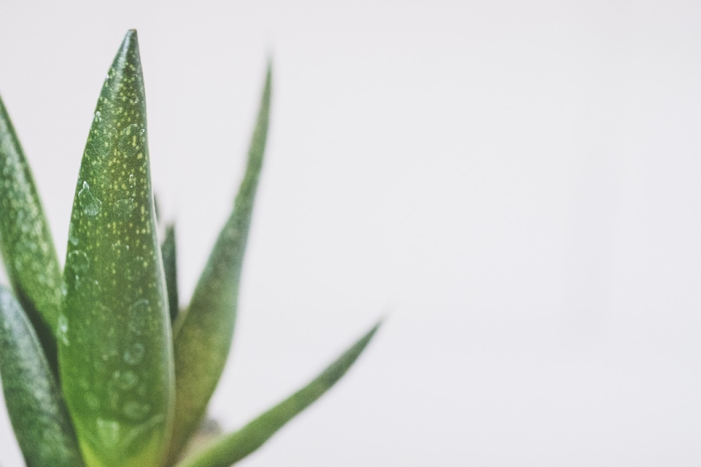 Aloe Vera Todo Sobre La Reproducción De La Sábila 9575