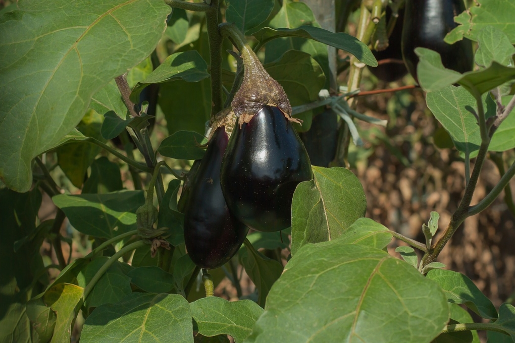 Cultivo De Berenjena Desde La Siembra Hasta La Cosecha