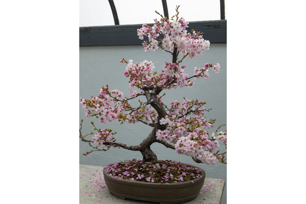 Cómo cultivar un bonsái de cerezo » Huerto en casa