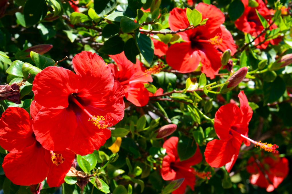 Jamaica » Cómo es su cultivo y cómo se siembra esta flor