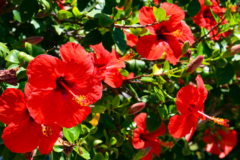 hibiscus-jamaica