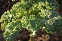 Cultivar kale